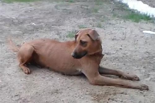 Nhảy xuống hồ thử lòng chó cưng, chủ nhân rơi nước mắt chứng kiến điều này