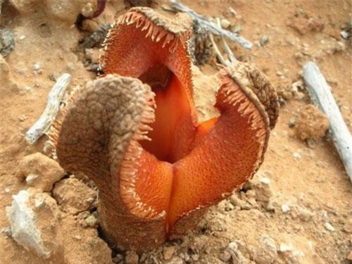 Top 10 loại cây kỳ lạ nhất thế giới