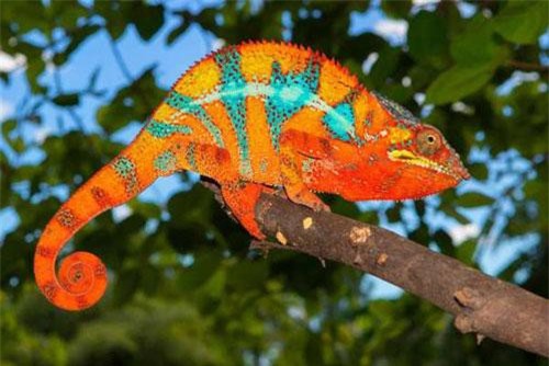 Những loài động vật kỳ lạ hiếm có ở Madagascar