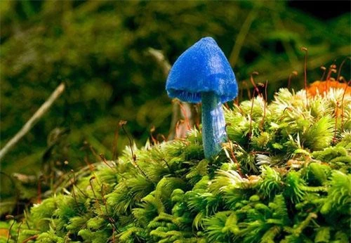 Nấm Entoloma hochstetteri là một loài nấm kỳ lạ ở New Zealand. Ngoài ra, loài nấm này còn được tìm thấy ở Ấn Độ. Ảnh blogspot.