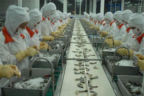 Thuế 0% - Cơ hội “vàng” để tôm Việt Nam vào Mỹ