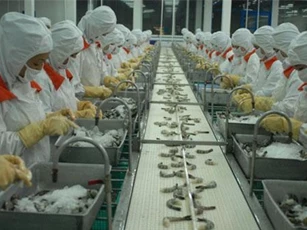 Thuế 0% - Cơ hội “vàng” để tôm Việt Nam vào Mỹ