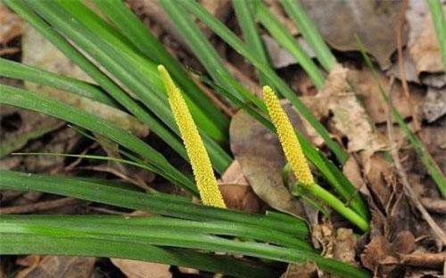 Sự thật về cây thạch xương bồ dùng làm thuốc ở Việt Nam