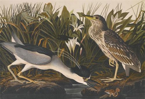 Chiêm ngưỡng những bức tranh tuyệt đẹp trong cuốn sách gần 265 tỷ đồng