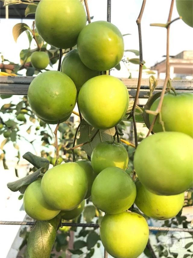 Kinh nghiệm trồng táo trên sân thượng thu hoạch không xuể của người đàn ông đảm đang ở Sài Gòn - Ảnh 10.