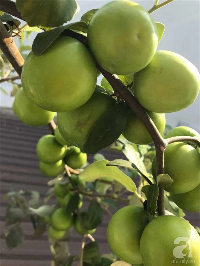 Kinh nghiệm trồng táo trên sân thượng thu hoạch không xuể của người đàn ông đảm đang ở Sài Gòn - Ảnh 13.