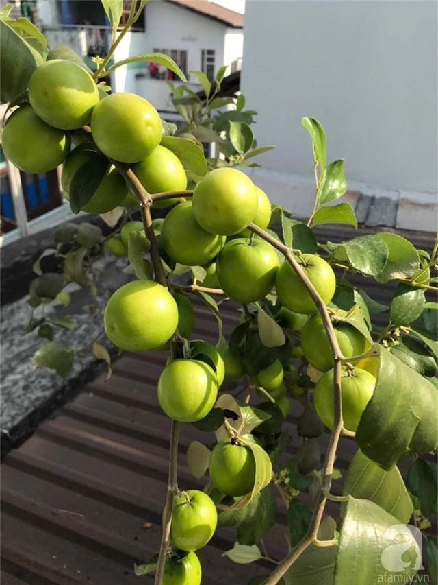 Kinh nghiệm trồng táo trên sân thượng thu hoạch không xuể của người đàn ông đảm đang ở Sài Gòn - Ảnh 14.