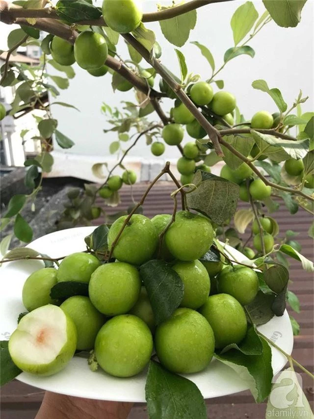 Kinh nghiệm trồng táo trên sân thượng thu hoạch không xuể của người đàn ông đảm đang ở Sài Gòn - Ảnh 6.