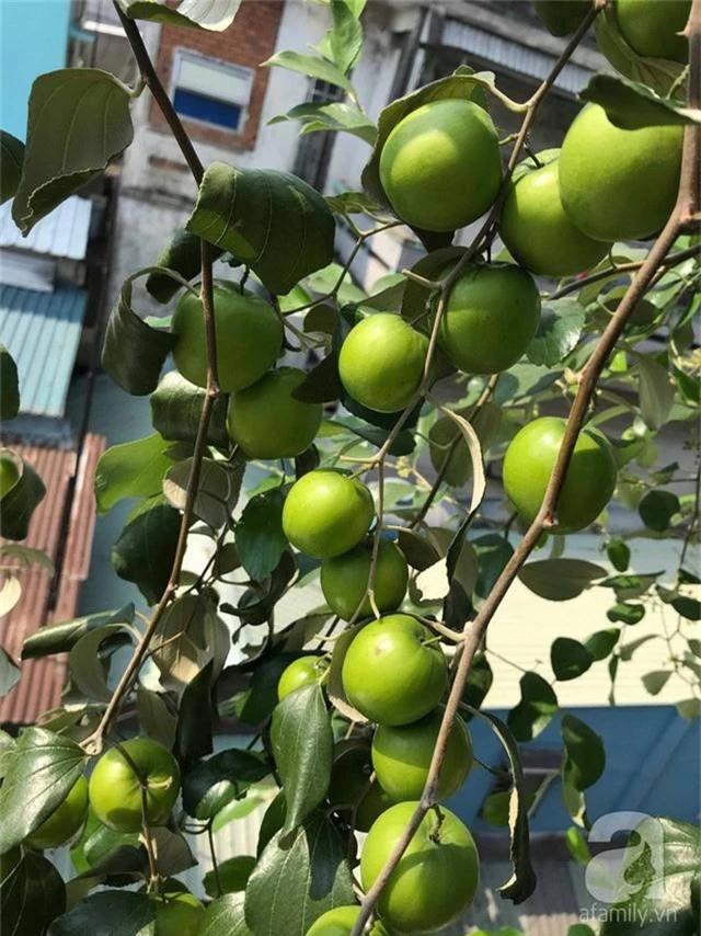 Kinh nghiệm trồng táo trên sân thượng thu hoạch không xuể của người đàn ông đảm đang ở Sài Gòn - Ảnh 9.