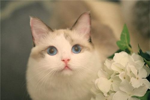 3 con giáp khẩu xà tâm phật sẽ được bề trên chiếu cố đổi vận trong tháng 9