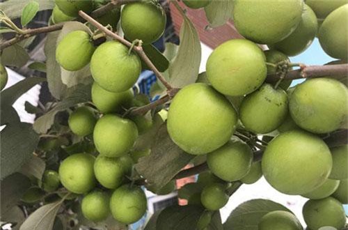 Kinh nghiệm trồng táo trên sân thượng, thu hoạch không xuể của người đàn ông đảm đang ở Sài Gòn