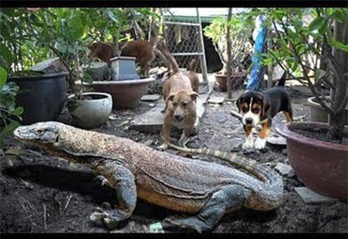 Kỳ đà xé nát con chó, tấn công cả người đến cứu