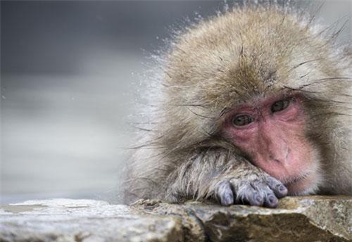 Ngắm khỉ tuyết Nhật Bản tắm nước nóng thư thái như con người