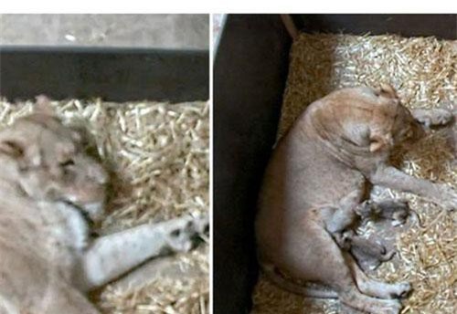 Giải mã việc rùng rợn sư tử mẹ ăn thịt con mình