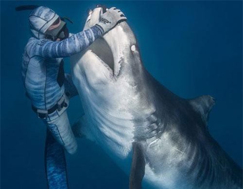 Thợ lặn dùng tay không vuốt ve “quái vật biển” khổng lồ, giết người như bỡn