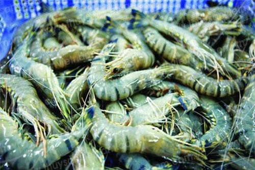 Xuất khẩu tôm kỳ vọng bứt phá trong những tháng cuối năm