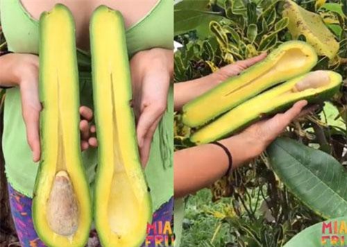 Bơ khổng lồ 1 triệu đồng/quả có gì đặc biệt?