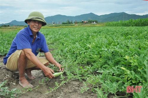 Trồng dưa trái vụ, nông dân Cẩm Lạc thu lãi hơn 10 triệu đồng/sào
