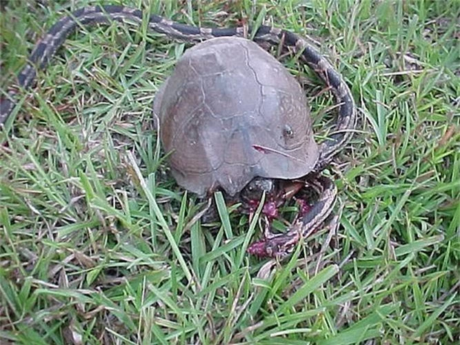 Choang ran bi xoi tai boi doi thu chang ai tuong tuong noi-Hinh-2