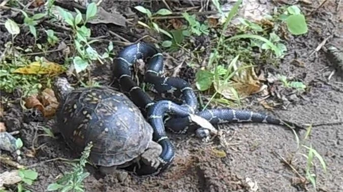 Choang ran bi xoi tai boi doi thu chang ai tuong tuong noi-Hinh-7