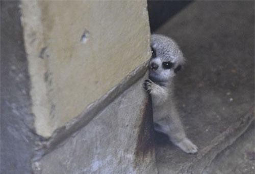 Loạt ảnh gia đình nhà cầy siêu đáng yêu đốn tim MXH, đặc biệt là biểu cảm e ngại của cầy con