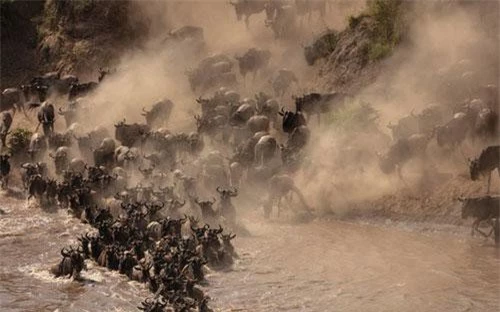 Hình ảnh động vật ấn tượng ghi cảnh linh dương đầu bò tạo ra đám mây bụi khi chúng vượt sông trong vườn quốc gia Maasai Mara, Kenya.