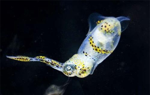 Những loài động vật trong suốt mà ít người tin chúng thực sự tồn tại