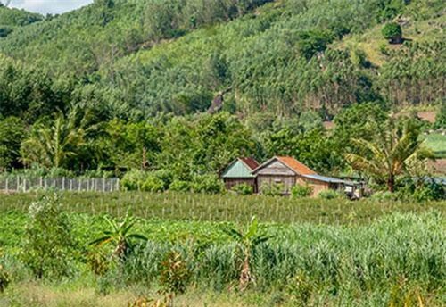 Trên ngọn núi cao trong chốn rừng xanh: Những câu chuyện hơn cả nỗi buồn