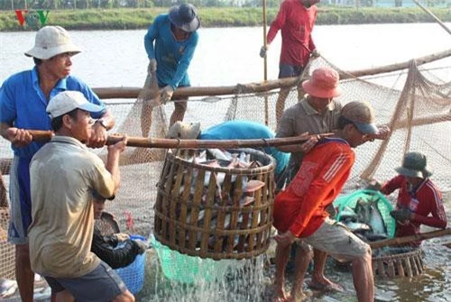 Hai mặt hàng tôm và cá tra vẫn chiếm ưu thế trong việc xuất khẩu thủy sản ở Việt Nam.