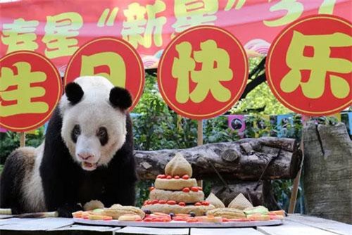 Gấu trúc già nhất thế giới mừng sinh nhật tuổi 37