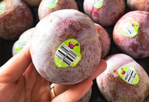 Khám phá "sốc" mận khủng long "siêu to khổng lồ", ăn đã đời