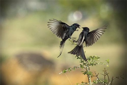 Hạnh phúc thực sự là khi bạn đọc hết 13 câu nói này