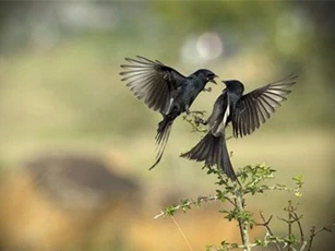 Hạnh phúc thực sự là khi bạn đọc hết 13 câu nói này