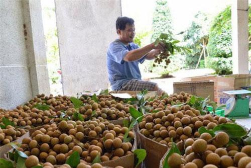 Nhãn tươi Việt Nam được phép xuất khẩu sang Australia