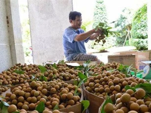 Nhãn tươi Việt Nam được phép xuất khẩu sang Australia