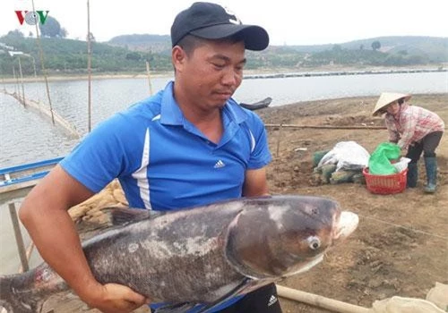 Một con cá khủng từ hồ nuôi của cựu chiến binh Phạm Văn Luốn.