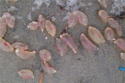 Tá hoả phát hiện hàng ngàn 'trứng người ngoài hành tinh' dạt vào bờ biển