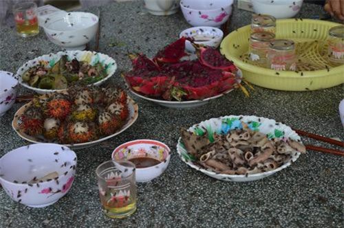 Loài ruồi - 'chìa khóa' xử lý thực phẩm thừa 