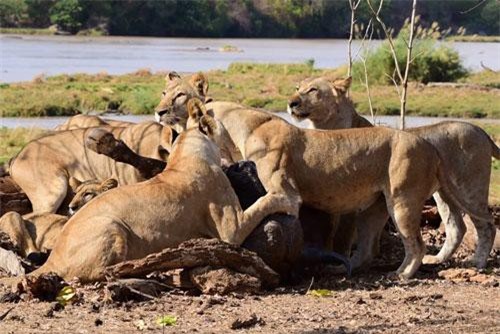 Trâu rừng chết thảm trước nanh vuốt của bầy sư tử