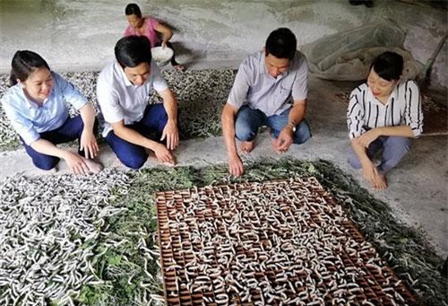 Yên Bái: Trồng dâu, nuôi tằm hết thời ăn 'cơm đứng'