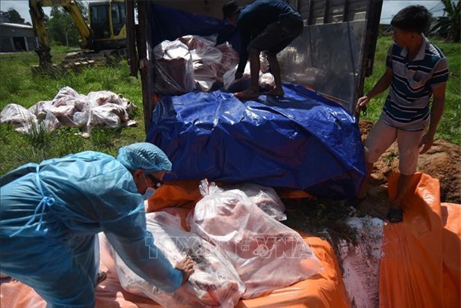 Dịch tả lợn châu Phi có xu hướng lây lan