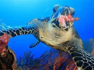 Những sự thật ít biết về loài rùa: Ở Việt Nam có loài có giá đắt hơn vàng ròng