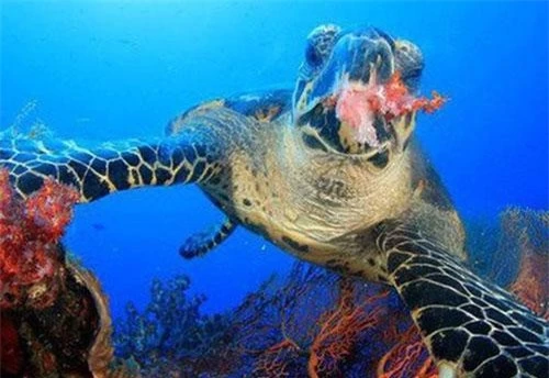 Rùa Rùa là một trong những loài động vật sống thọ nhất trên Trái Đất. Theo các nhà khoa học, nhiều giống rùa có thể sống trên 100 năm, cá biệt có những loài thọ đến 250 năm.  2: Rùa được đưa vào vũ trụ năm nào?
