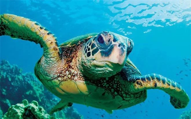 Rùa da Theo BBC, cả 4 loài rùa trên đều thuộc dạng lớn nhất thế giới, trong đó lớn nhất là rùa da. Tên tiếng Anh của nó là "Leatherback sea turtle", và tên khoa học là "Dermochelys coriacea". Khi trưởng thành, loài rùa này có thể nặng tới hơn 650 kg (có số liệu ghi một tấn), dài khoảng 2,1 m.