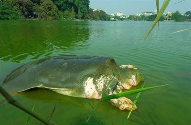 Hồ Tả Vọng Hồ Tả Vọng, tức hồ Gươm hay Hoàn Kiếm, là một trong những địa danh nổi tiếng của thủ đô Hà Nội. Nơi đây từng có loài rùa sinh sống, trọng lượng cơ thể lên tới hàng trăm kg.