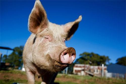  'Ứng cử viên tiềm năng' giúp giải bài toán khan hiếm bộ phận cấy ghép