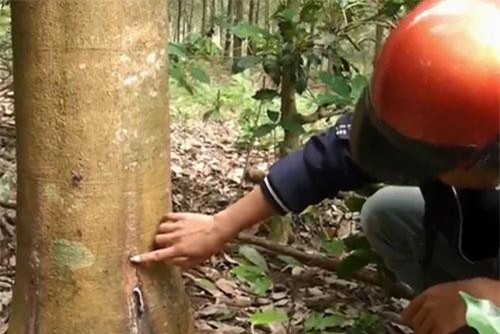 Phú Yên: Liên tiếp xảy ra các vụ phá hoại cây trồng của nông dân