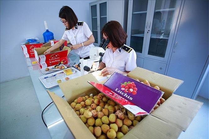 Nông, lâm, thủy sản xuất siêu hơn 6 tỷ USD