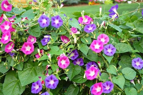 Trời nóng như đổ lửa trồng ngay những loại cây này quanh nhà chẳng khác nào điều hòa mát rượi