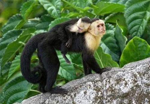 Khỉ capuchin là một trong những loài nổi tiếng thông minh, lanh lợi.